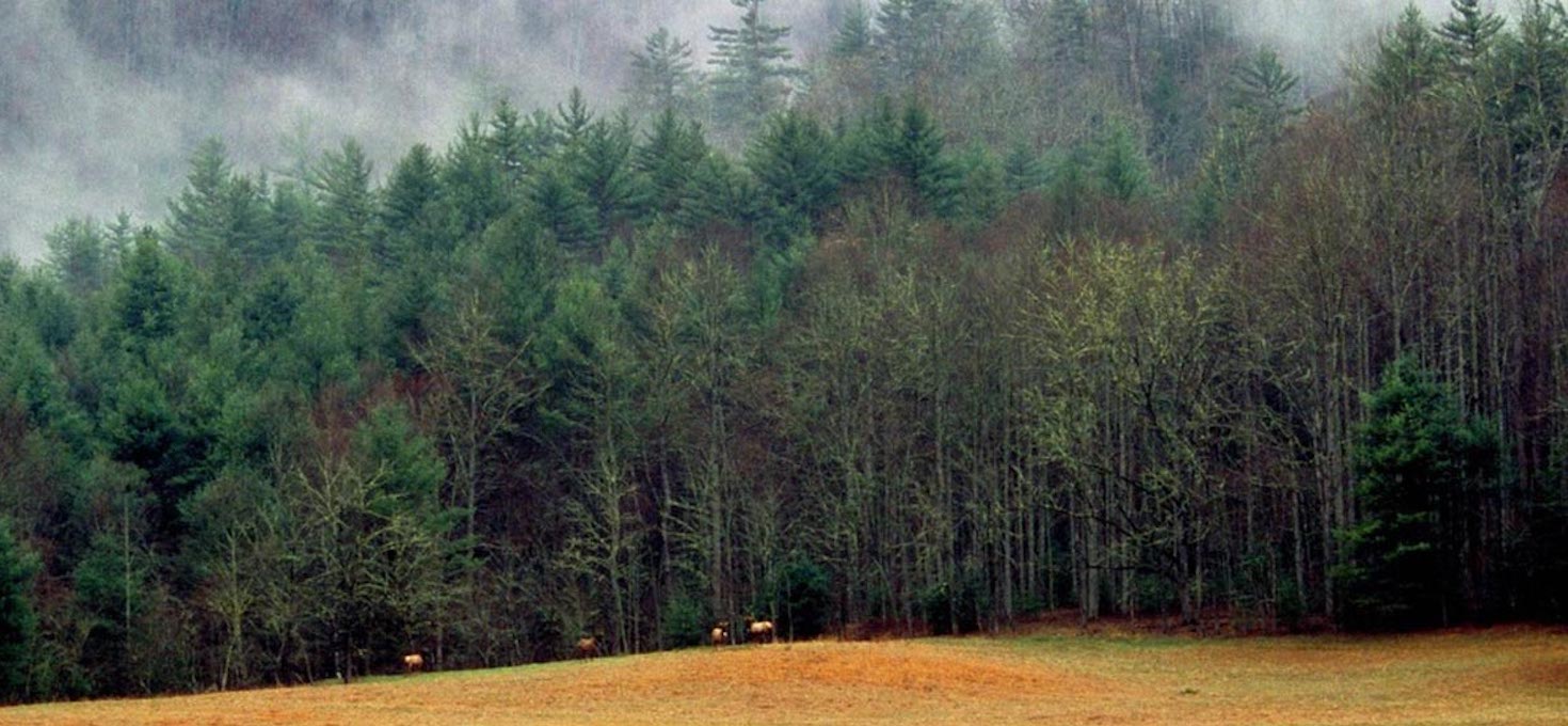 Elk, Great Smoky Mountains, Tennessee | Photo Credit: NPS