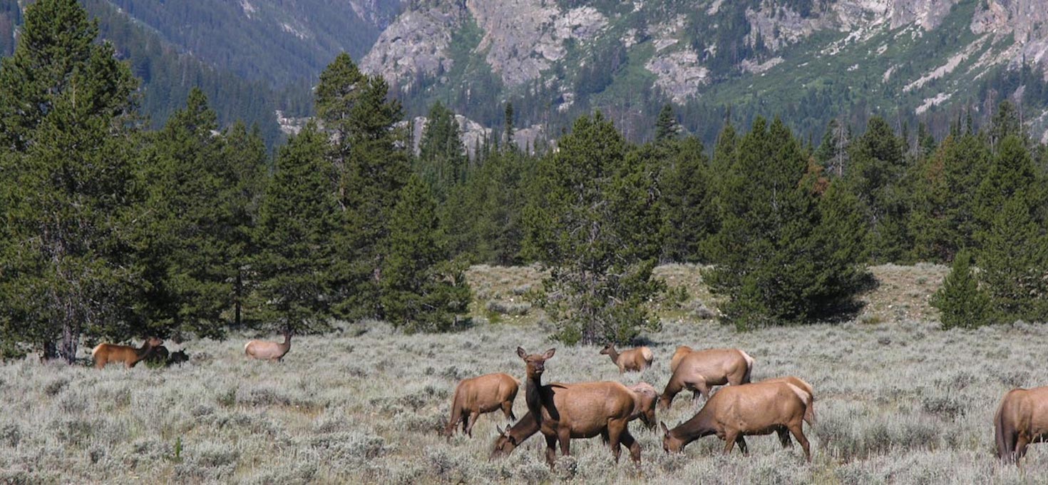 Elk Grazing, Grand Teton National Park, Wyoming | Photo Credit: NPS