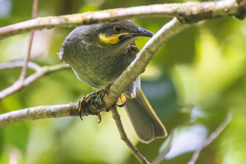Polynesian Wattled-honeyeater, National Park of American Samoa, American Samoa