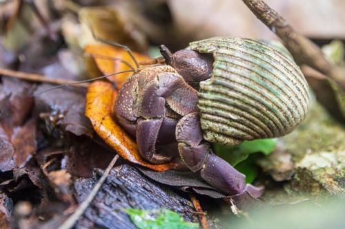 Hermit Crab on the Island of Tutuila