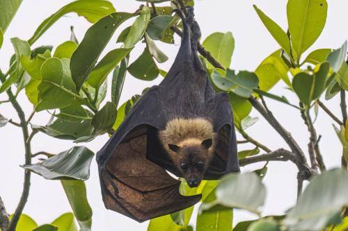 Samoa Flying Fox, National Park of American Samoa, American Samoa