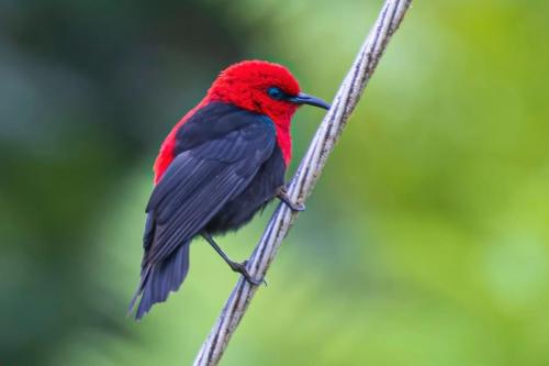 Samoan Myzomela, National Park of American Samoa, American Samoa