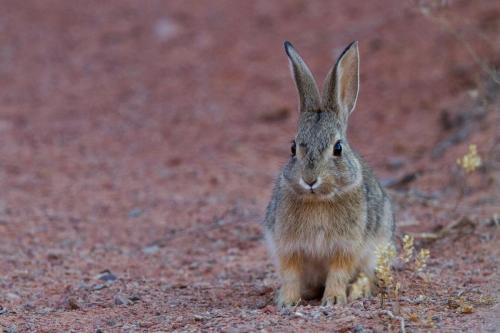 Desert Cottontail, Arches National Park, Utah | Photo Credit: NPS / Andrew Kuhn