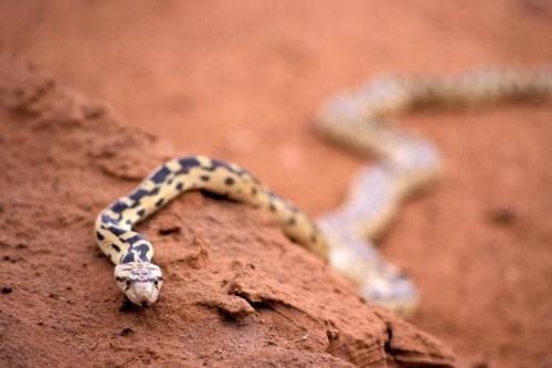 Gopher Snake, Arches National Park, Utah | Photo Credit: NPS / Neal Herbert