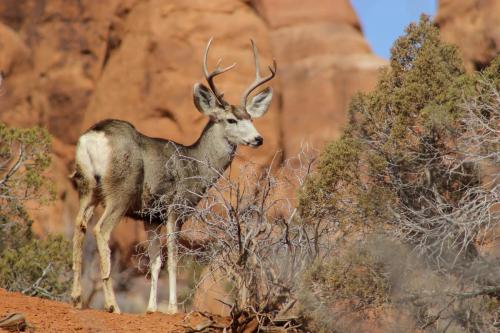 Mule Deer, Arches National Park, Utah | Photo Credit: NPS / Kait Thomas