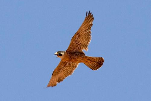 Peregrine Falcon, Arches National Park, Utah | Photo Credit: NPS / Andrew Kuhn