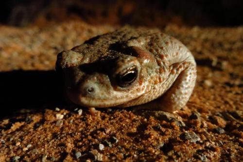 Red-spotted Toad, Arches National Park, Utah | Photo Credit: NPS / Casey Hodnett