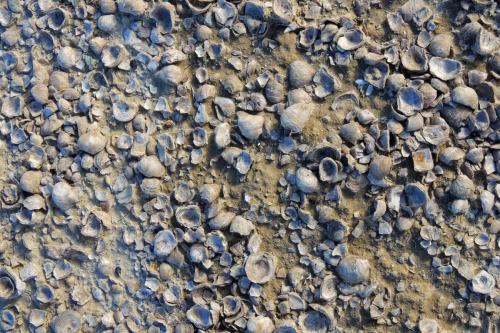 Oyster Shell Reef