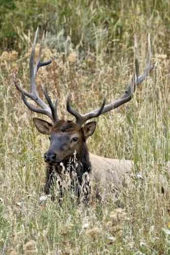 Rocky Mountain Bull Elk, Cody Yellowstone | Photo Credit: Vella Torvik