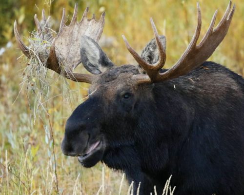 Bull Moose, Cody Yellowstone | Photo Credit: Vella Torvik