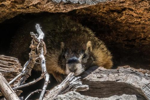 Marmot Hiding in Log