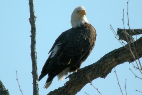 Female Bald Eagle