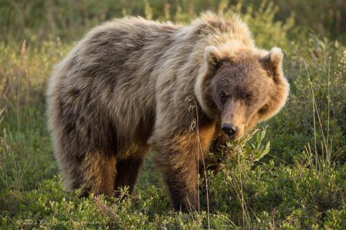 Grizzly Bear, Denali National Park and Preserve, Alaska | Photo Credit: John Freeman