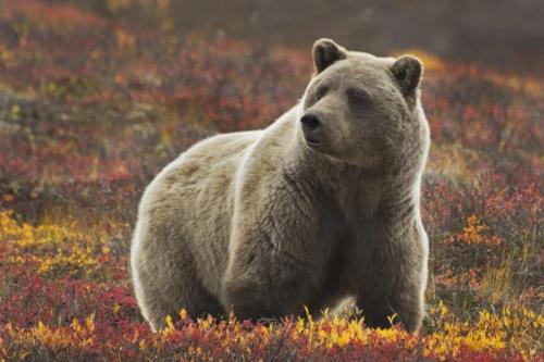 Grizzly Bear in Denali