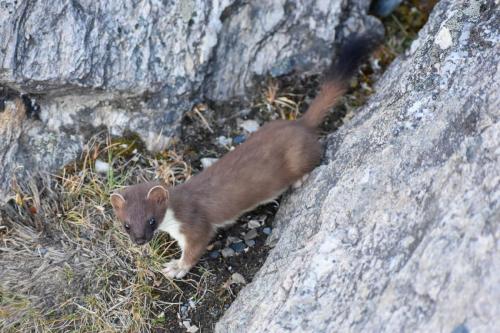 Weasel in Denali