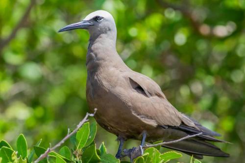Brown Noddy in the Dry Tortugas