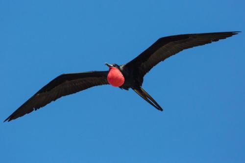 Magnificent Frigatebird Flying Around Fort Jefferson