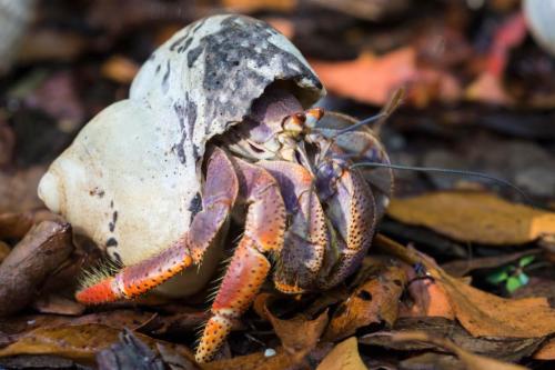 Wild Hermit Crab Near Fort Jefferson