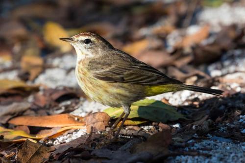 Wild Western Palm Warbler Perched on Leaves