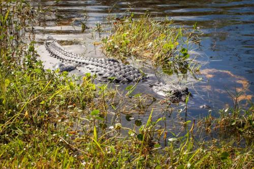 Everglades National Park Wildlife
