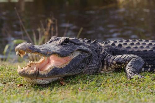 Aggressive Alligator in the Everglades