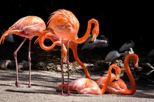 Beautiful Group of Flamingos