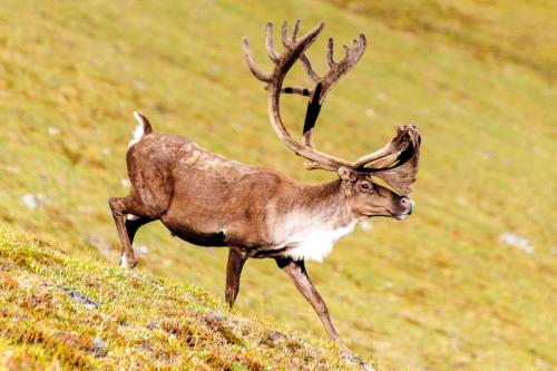 Bull Caribou in Gates of the Arctic
