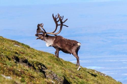 Bull Caribou on Hill