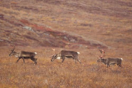 Group of Deer in the Gates of the Arctic