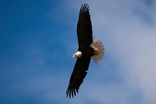 Glacier Bay Bald Eagle