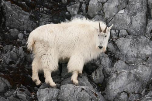 Mountain Goat in Glacier Bay