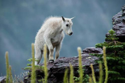 Mountain Goat Kid, Glacier National Park, Montana | Photo Credit: NPS / Tim Rains