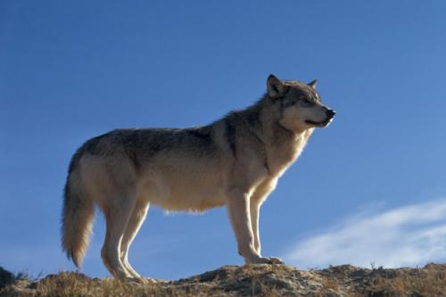 Wolf, Glacier National Park, Montana | Photo Credit: NPS