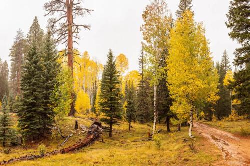 Fall Colors on Trail to Point Sublime, North Rim, Grand Canyon National Park