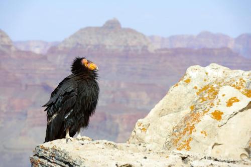 California Condor, Grand Canyon National Park, Arizona