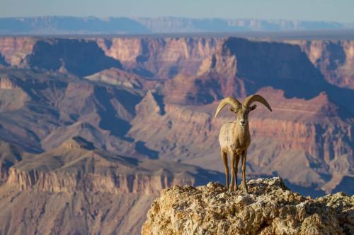 Desert Bighorn Ram, Grand Canyon National Park, Arizona