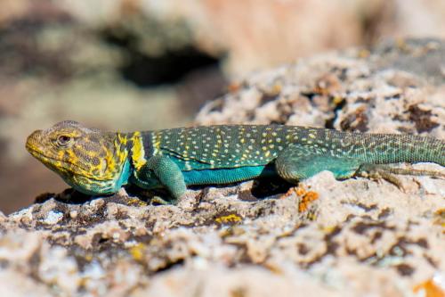 Male Collared Lizard, Grand Canyon National Park, Arizona