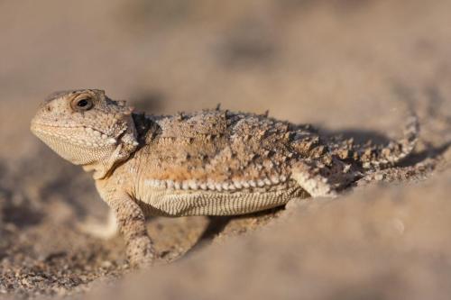 Greater Short-horned Lizard, Grand Canyon National Park, Arizona