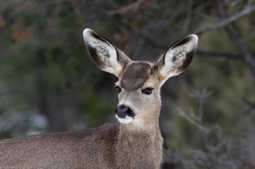 Portrait Shot of Young Mule Deer