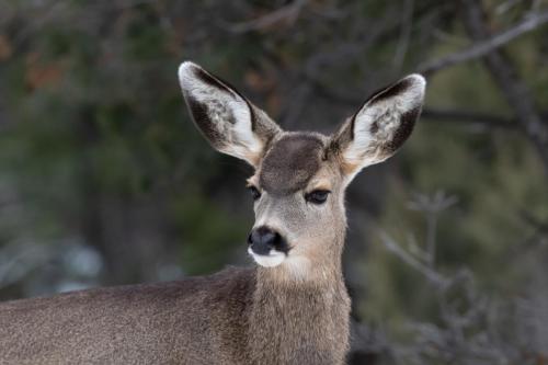 Young Mule Deer, Grand Canyon National Park, Arizona