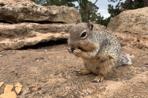 Rock Squirrel Eating, Grand Canyon National Park, Arizona | Photo Credit: Bonnie Clark