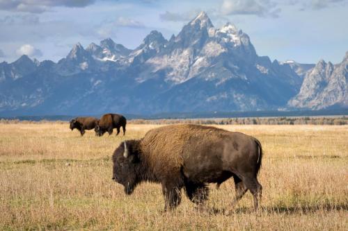 Bison Grazing the Autumn Meadows