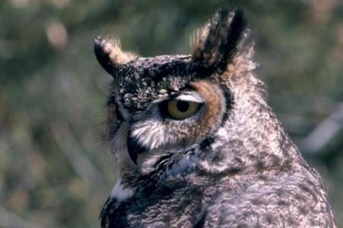 Great Horned Owl
