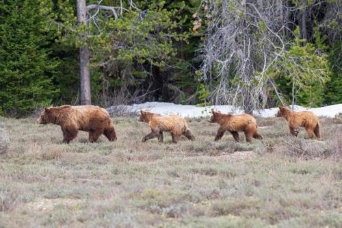 Grizzly Bear and Cubs, Grand Teton National Park, Wyoming