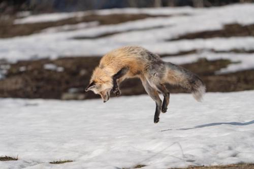 Red Fox Diving for Voles