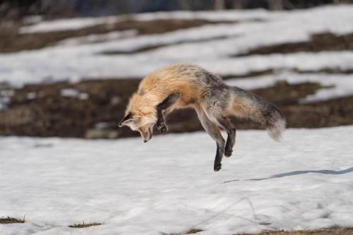 Red Fox, Grand Teton National Park, Wyoming