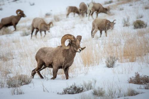 Wild Bighorn Sheep Herd