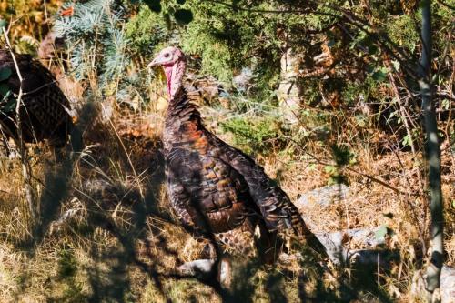 A Wild Turkey in Great Basin