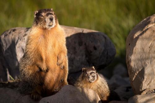 Marmot in Mountains