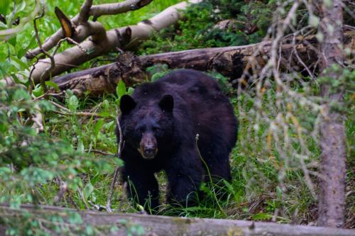 Black Bear Peeks Through Edge of Forest